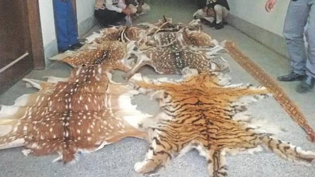 Wildlife trafficking sees sharp rise in Bangladesh