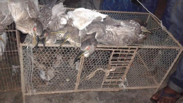 200 migratory birds rescued in Mymensingh