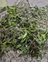 Man arrested for stealing protected orchids in Aizawl