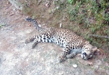 Poachers fined for killing rare leopard in Nowshera