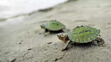 DRI rescued 351 baby Indian tent turtles being smuggled in Odisha