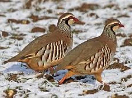 Forest officials seize 150 partridges