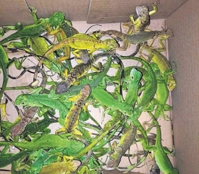 400 baby iguanas trafficked from Thailand; Bengaluru man arrested at Chennai airport