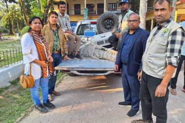 Crocodile trapped in Noakhali pond for 35 years rescued