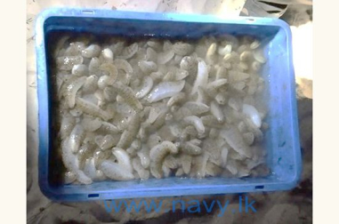 Navy apprehends 16 persons for illegal transportation of sea cucumber