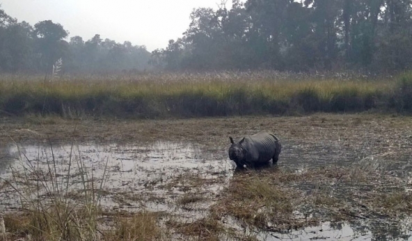 Chitwan National Park marks zero poaching year