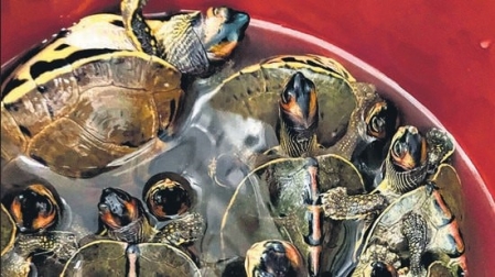 Wildlife smuggler nabbed carrying 100 baby turtles on a bike in Delhi