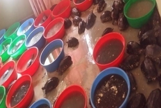 One held with live protected animals, birds