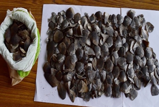 Duo held with pangolin scales