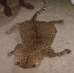 Two Nepalese Arrested With Leopard Skin