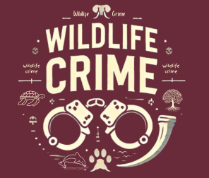 U'khand STF cracks down on wildlife traffickers, arrests three with elephant tusks