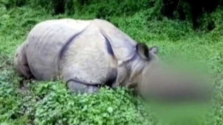 Rhino killed in Kaziranga National Park, poachers sever horn
