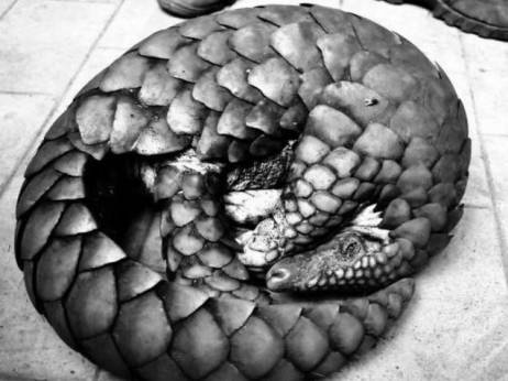 Six persons arrested with anteater