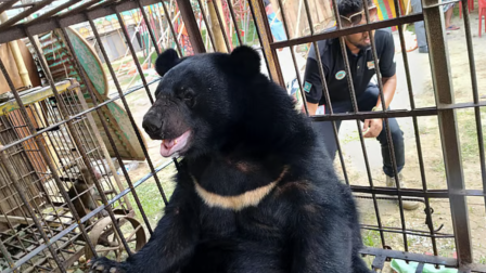 Forest Department rescues Asian black bear and two monkeys from circus in Comilla