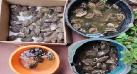 DRI Rescues 396 Turtles And Arrested Two Persons