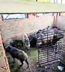 Poachers caught with 22 live wild boars in Mohali