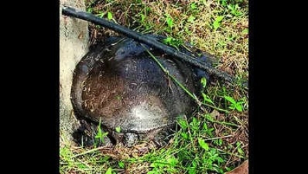 Birder foils turtle poaching in Banabitan