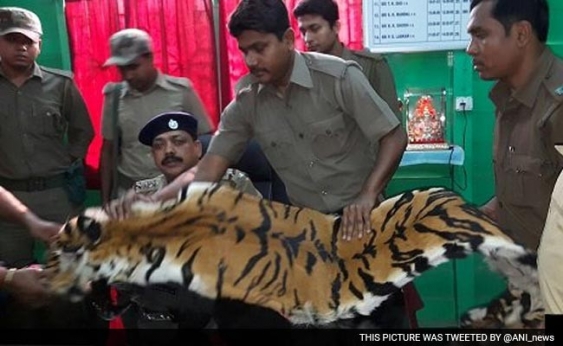 Eigth foot long tiger skinseized in Bengal's Hashimara