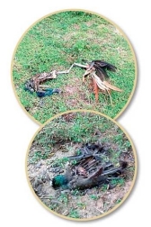 Man arrested for killing wild birds with poisoned food