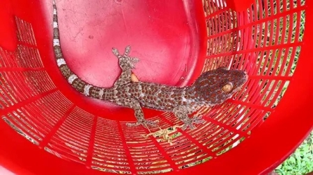 Naharlagun Police Arrests Four for Attempting to Peddle Heroin and Sell Endangered Geckos
