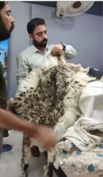 Man Arrested In Lahore For Selling Skin of Endangered Snow Leopard