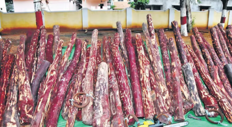 Task force confiscates red sanders logs