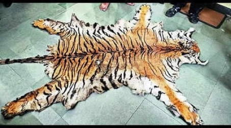 Customs cracks tiger poaching case, 6 arrested for selling skin