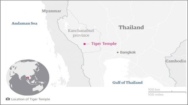 Forty dead tiger cubs found in freezer at Thai temple