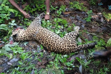 Two Female Leopards Brutally Killed By Poacjers In Udhampur