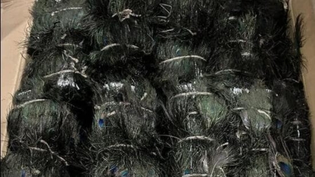 DRI seizes 28 lakh peacock tail feathers at Nhava Sheva Port