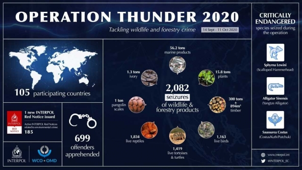Wildlife and forestry crime: Worldwide seizures in global INTERPOL-WCO operation