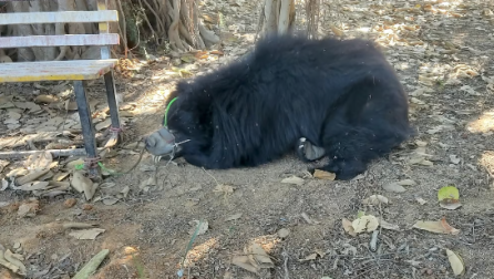 Rising seizures of dancing sloth bears raise alarm of illegal wildlife trade in East India