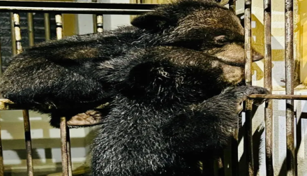 2 endangered bear cubs rescued in Bandarban, smuggler held