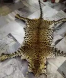 DRI seizes leopard skin, four arrested