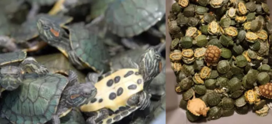 Customs recover 5,000 red-eared sliders from unclaimed baggage at Chennai airport