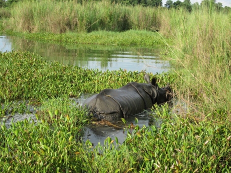 Chitwan National Park completes 2 yrs of zero rhino poaching