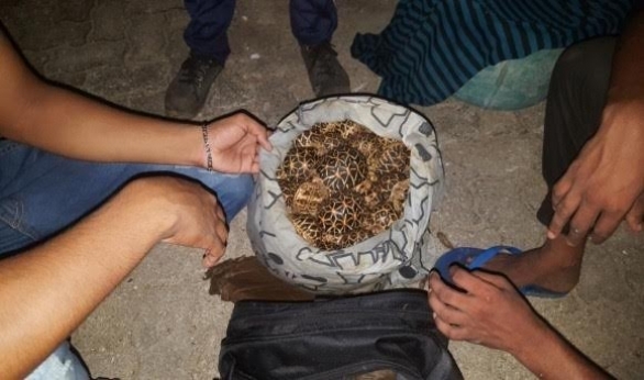 Two arrested for smuggling 2,089 star tortoises from India
