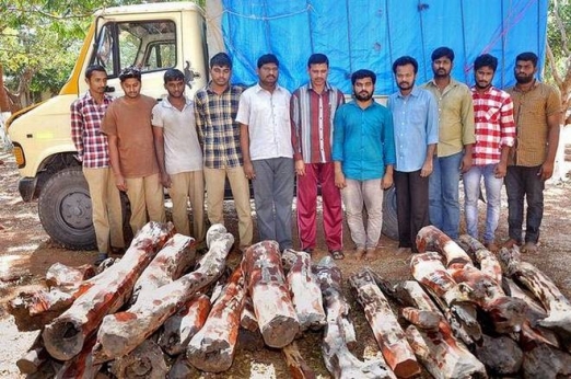 11 held for red sanders smuggling