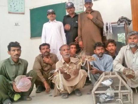 Wildlife dept nabs five hunters, rescues as many falcons