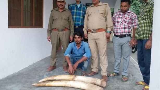 Two tusks seized, one wildlife smuggler arrested in Ramnagar