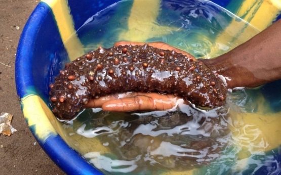 Dhanushkodi coastal police seize 100 kg sea cucumber