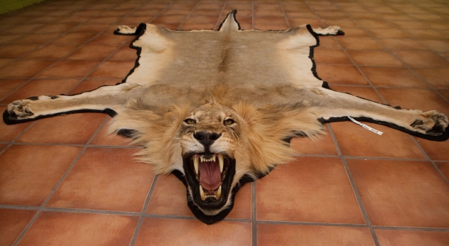 France bans imports of lion hunt trophies