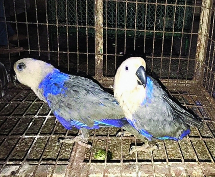 Blue eclectus smuggling
