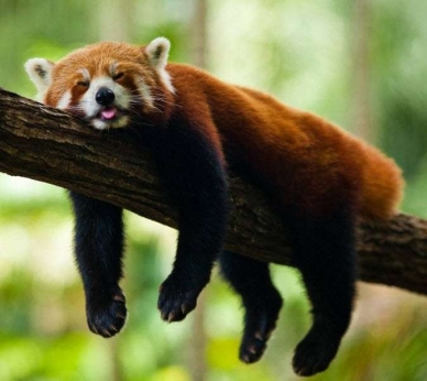 One held with Red panda hide