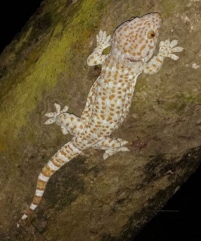A trader was arrested with a Gecko