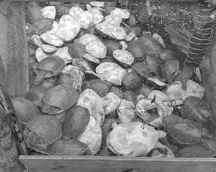 376 turtles seized in Chitrakonda, three held