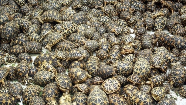 500 star turtles seized at Chennai airport