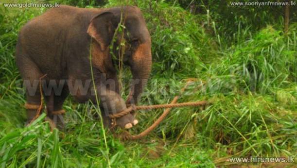Two more elephants calves seized