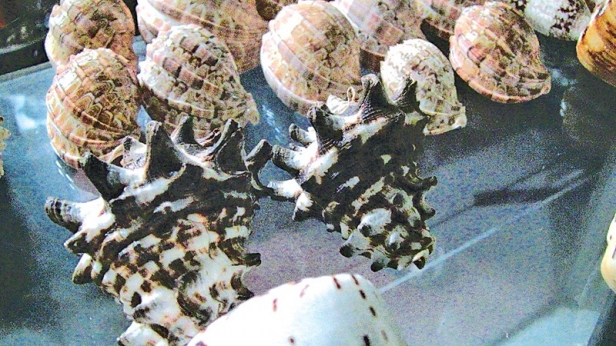 Illegal aqua-life seller arrested