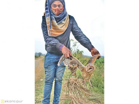 Authorities fail to notice owl poaching, meat sale